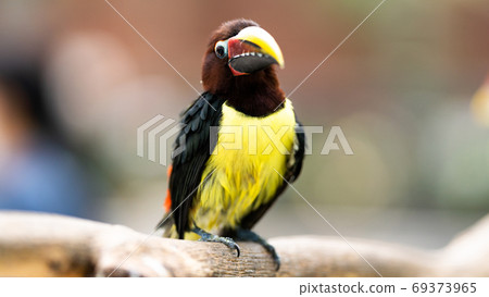 Bright bird green arakari Bright bird green arakari 69373965