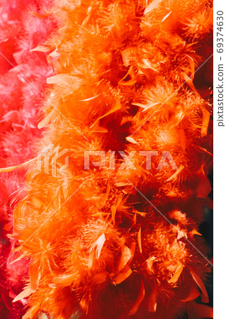 Beautiful bird feathers for decorative aims 69374630