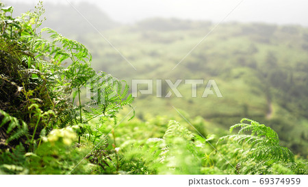 Glade of green fern in mountain valley Glade of green fern in mountain valley 69374959