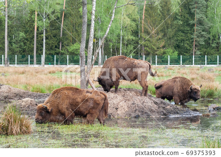 European bison in pasture in summer, Stock photo European bison in pasture in summer, Stock photo 69375393