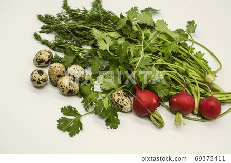 Group of red round radish with  quail eggs near spring cilantro and dill on white background 69375411