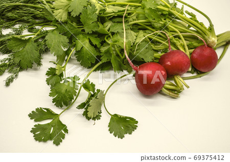 Group of  dill with fresh twigs of cilantro and small round red radishes on white background 69375412