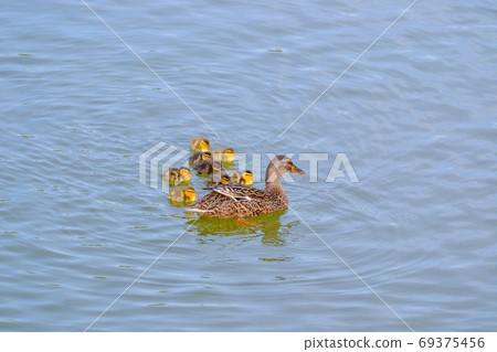 Duck floating in the water with ducklings.  69375456