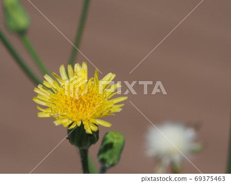 西方蒲公英花特寫 69375463