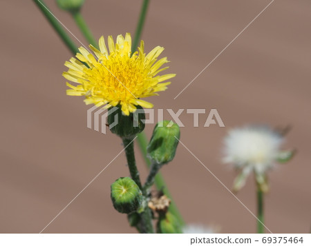 西方蒲公英花特寫 69375464