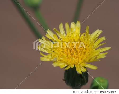 西方蒲公英花特寫 西方蒲公英花特寫 69375466