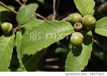 Young quercus acorn 69375823