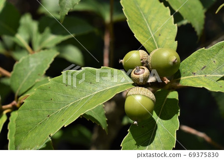 Young quercus acorn 69375830