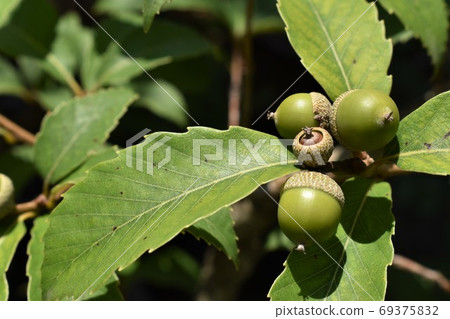 Young quercus acorn 69375832