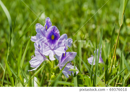 Flowers of Common Water Hyacinth, Close-up stock photo 69376018