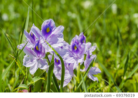 Flowers of Common Water Hyacinth, Close-up stock photo Flowers of Common Water Hyacinth, Close-up stock photo 69376019