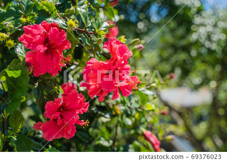 Red flowers of Chinese rose, stock photo 69376023