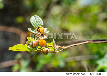 Himalaya yellow raspberry on bright summer day. 69376035