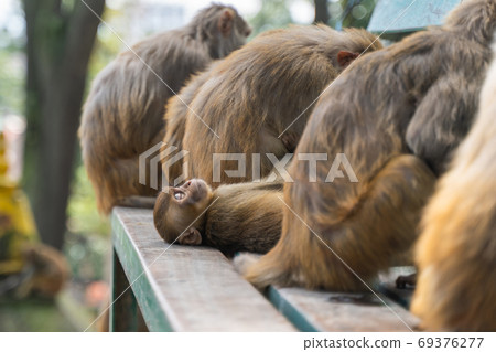 Group of monkeys at the Swayambhunath temple, stock photo 69376277