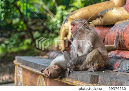 Couple of monkeys at the Swayambhunath temple, stock photo 69376280