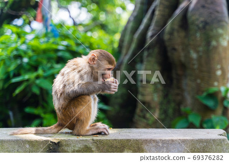 Baby monkey at the Swayambhunath temple, stock photo 69376282