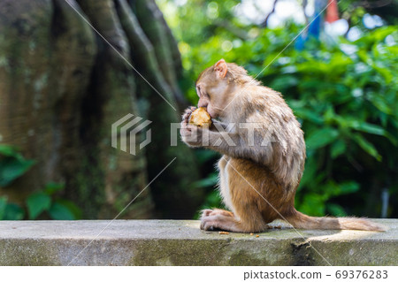 Baby monkey at the Swayambhunath temple, stock photo Baby monkey at the Swayambhunath temple, stock photo 69376283