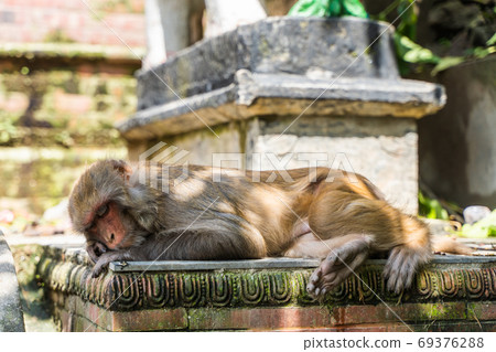 Monkey at the Swayambhunath temple, stock photo Monkey at the Swayambhunath temple, stock photo 69376288