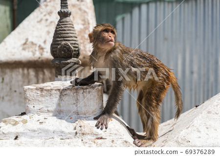 Baby monkey at the Swayambhunath temple, stock photo Baby monkey at the Swayambhunath temple, stock photo 69376289