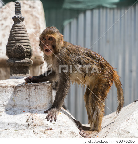 Baby monkey at the Swayambhunath temple, stock photo Baby monkey at the Swayambhunath temple, stock photo 69376290