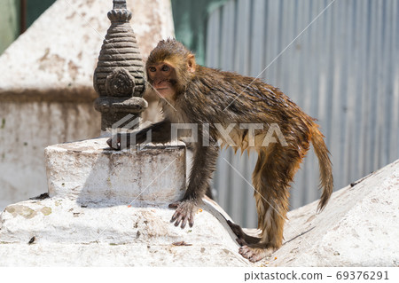 Baby monkey at the Swayambhunath temple, stock photo 69376291