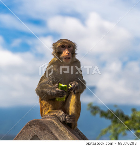 Monkey at the Swayambhunath temple, stock photo 69376298