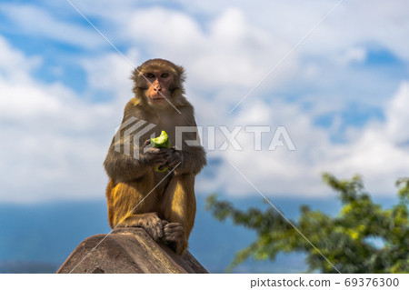 Monkey at the Swayambhunath temple, stock photo Monkey at the Swayambhunath temple, stock photo 69376300