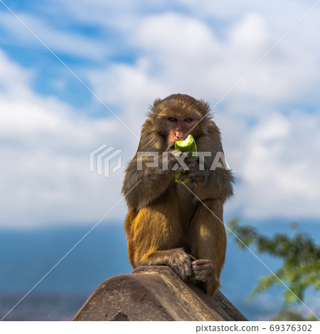 Monkey at the Swayambhunath temple, stock photo Monkey at the Swayambhunath temple, stock photo 69376302