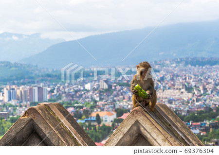 Baby monkey at the Swayambhunath temple, stock photo Baby monkey at the Swayambhunath temple, stock photo 69376304