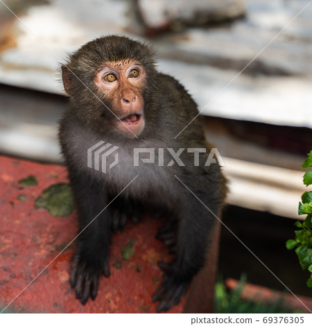 Monkey at the Swayambhunath temple, stock photo 69376305