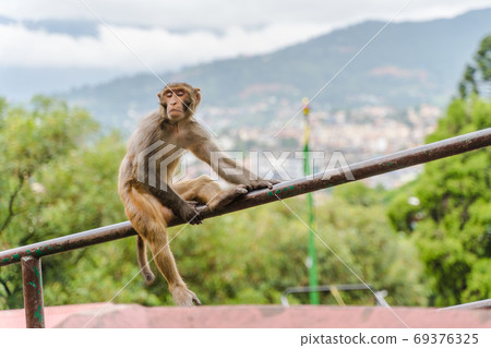 Monkey at the Swayambhunath temple, stock photo Monkey at the Swayambhunath temple, stock photo 69376325