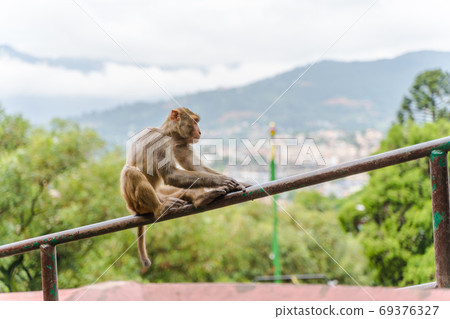 Monkey at the Swayambhunath temple, stock photo 69376327