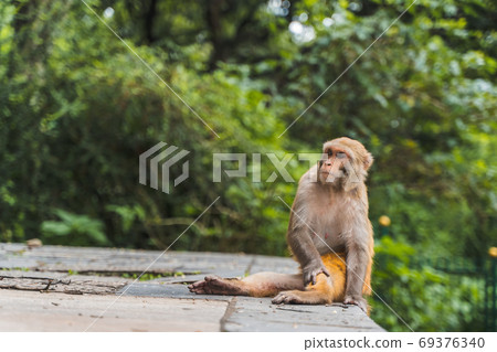 Monkey at the Swayambhunath temple, stock photo Monkey at the Swayambhunath temple, stock photo 69376340