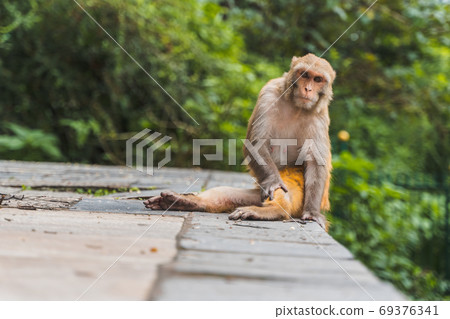 Monkey at the Swayambhunath temple, stock photo Monkey at the Swayambhunath temple, stock photo 69376341