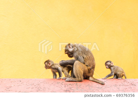Group of monkeys at the Swayambhunath temple, stock photo Group of monkeys at the Swayambhunath temple, stock photo 69376356