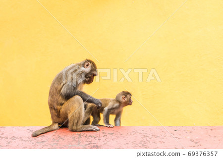Mother monkey with her baby at the Swayambhunath temple in Kathm Mother monkey with her baby at the Swayambhunath temple in Kathm 69376357