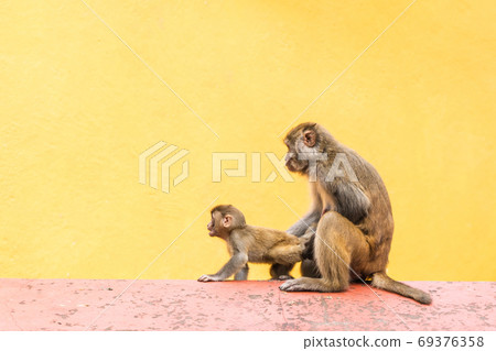 Mother monkey with her baby at the Swayambhunath temple in Kathm 69376358