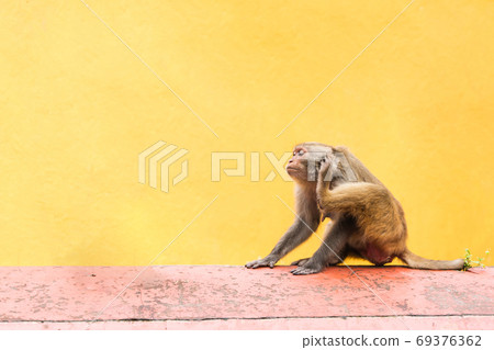 Monkey at the Swayambhunath temple, stock photo 69376362
