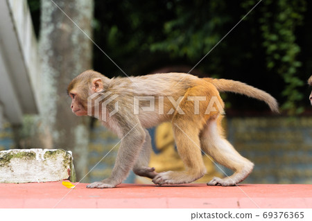 Monkey at the Swayambhunath temple, stock photo 69376365
