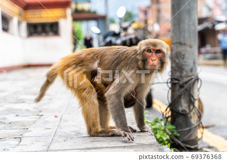 Mother monkey with her baby at the Swayambhunath temple in Kathm 69376368
