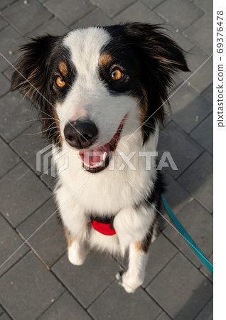Australian Shepherd dog 69376478
