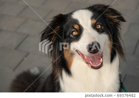 Australian Shepherd dog Australian Shepherd dog 69376482