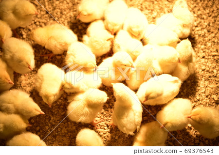 Lots Of Chicks