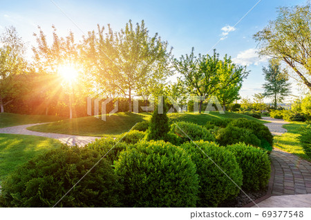 Generic green fresh round spheric boxwood bushes Generic green fresh round spheric boxwood bushes 69377548