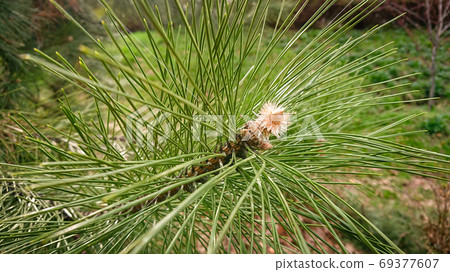 Closeup Photo Pinus Pinaster, Commonly Known As The Maritime Pin 69377607