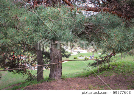 Closeup Photo Pinus Pinaster, Commonly Known As The Maritime Pin Closeup Photo Pinus Pinaster, Commonly Known As The Maritime Pin 69377608