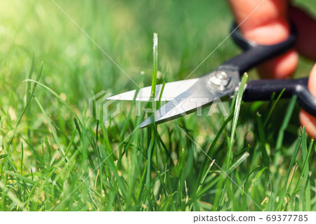 Close-up detail view of man hand cutting green Close-up detail view of man hand cutting green 69377785