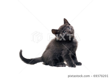 Gray kitten isolated, on a white background Gray kitten isolated, on a white background 69378201