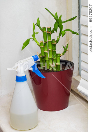 Potted green plant and atomizer close up Potted green plant and atomizer close up 69378207