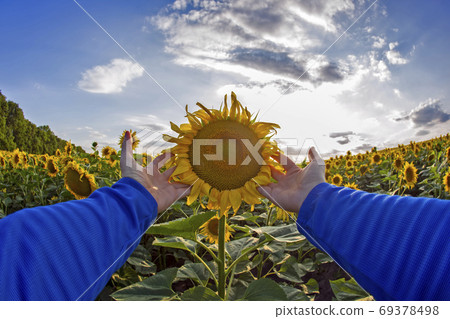 two hands hold a sunflower on a field against a sunny cloudy sky two hands hold a sunflower on a field against a sunny cloudy sky 69378498